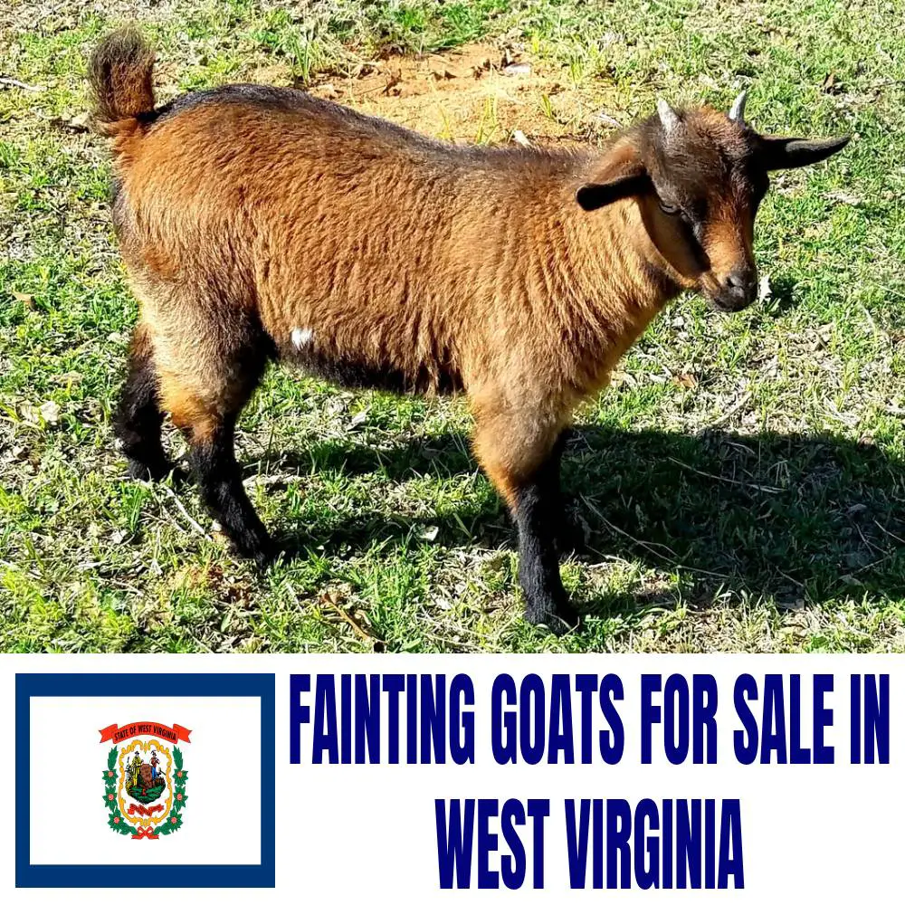 Fainting Goats for Sale in West Virginia: Current Directory of Fainting Goat Breeders in West Virginia