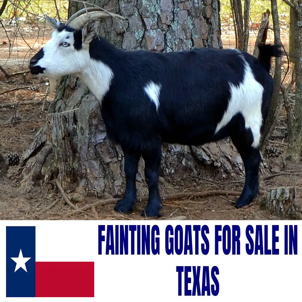 Fainting Goats for Sale in Texas