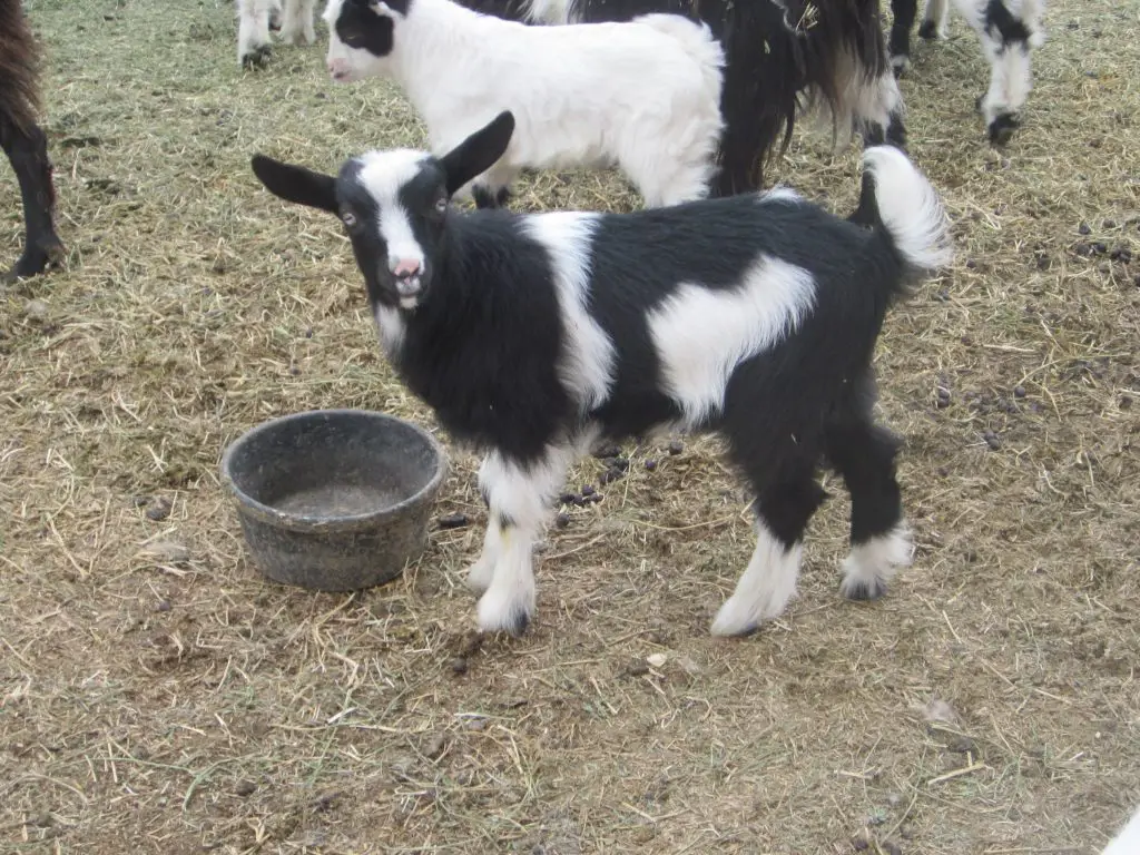 fainting goats for sale