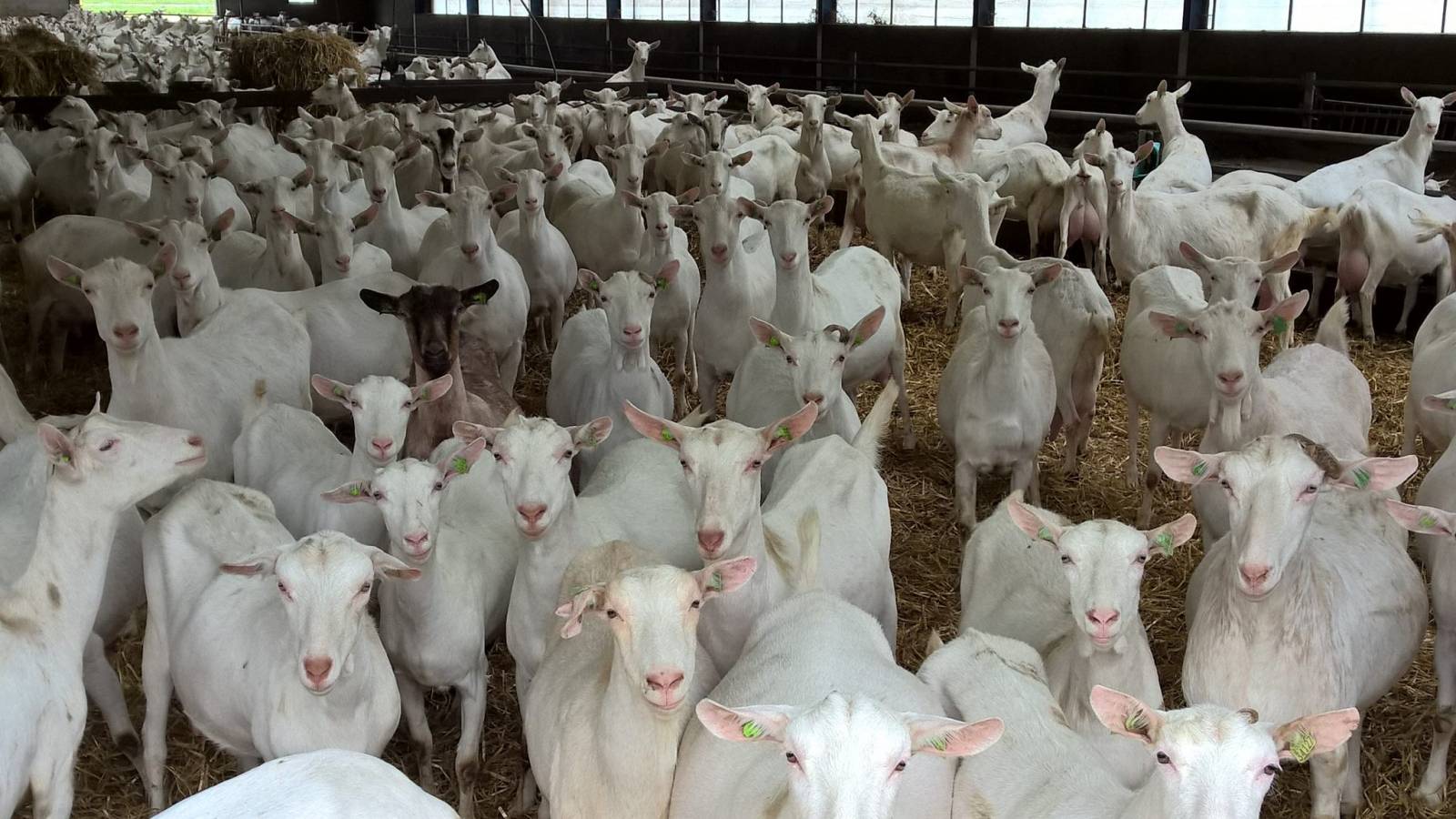 Goats for Sale Near Me:  USA Goat Breeders Directory + Tips for Buying Your First Goat(s)