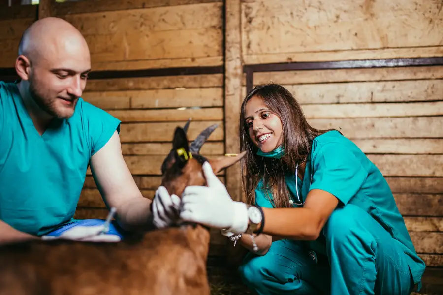 Goat Illnesses and Symptoms: Common Goat Illnesses and How to Spot Them