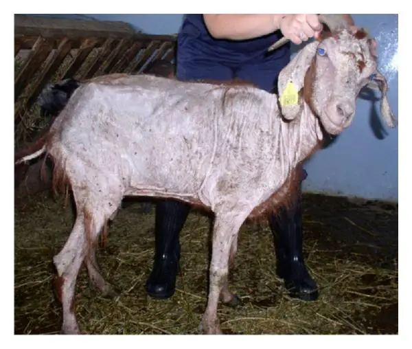 Mites on Goats: Symptoms, Treatments, Prevention