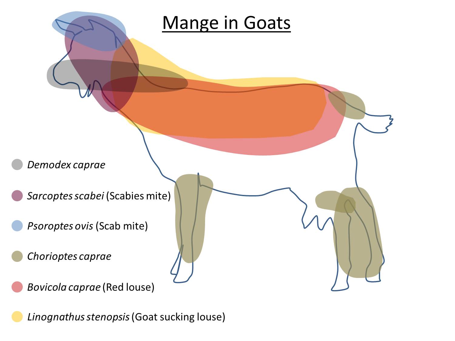 Mange in Goats - locations