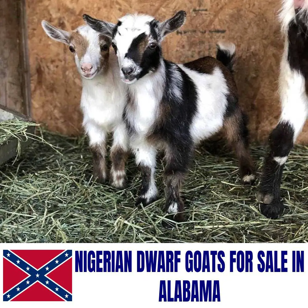 Nigerian Dwarf Goats for Sale in Alabama: Current Directory of Nigerian Dwarf Goat Breeders in Alabama