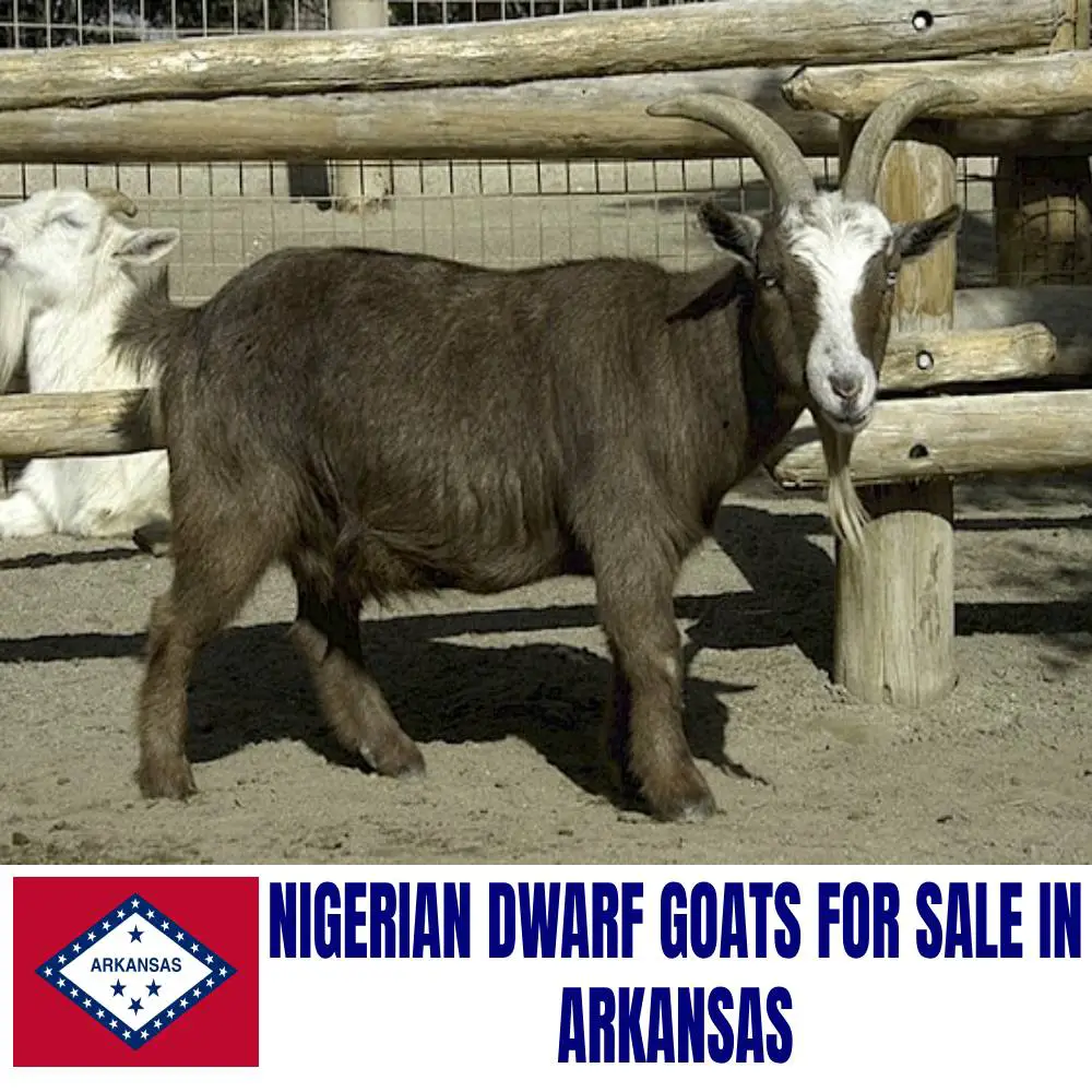 Nigerian Dwarf Goats for Sale in Arkansas: Current Directory of Nigerian Dwarf Goat Breeders in Arkansas