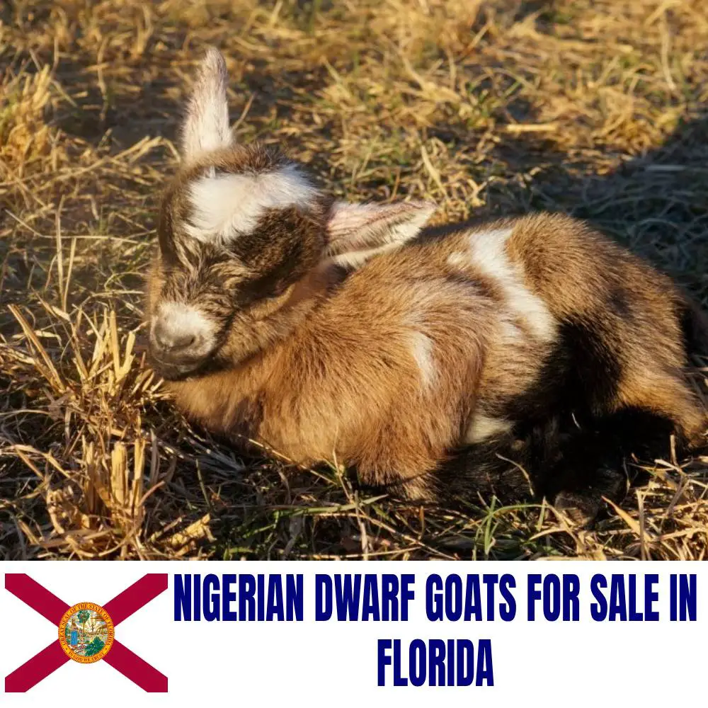 Nigerian Dwarf Goats for Sale in Florida: Current Directory of Nigerian Dwarf Goat Breeders in Florida