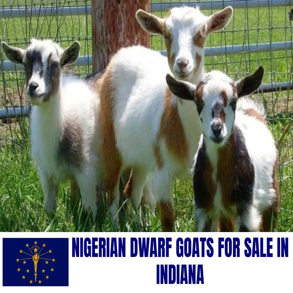 Nigerian Dwarf Goats for Sale in Indiana: Current Directory of Nigerian Dwarf Goat Breeders in Indiana