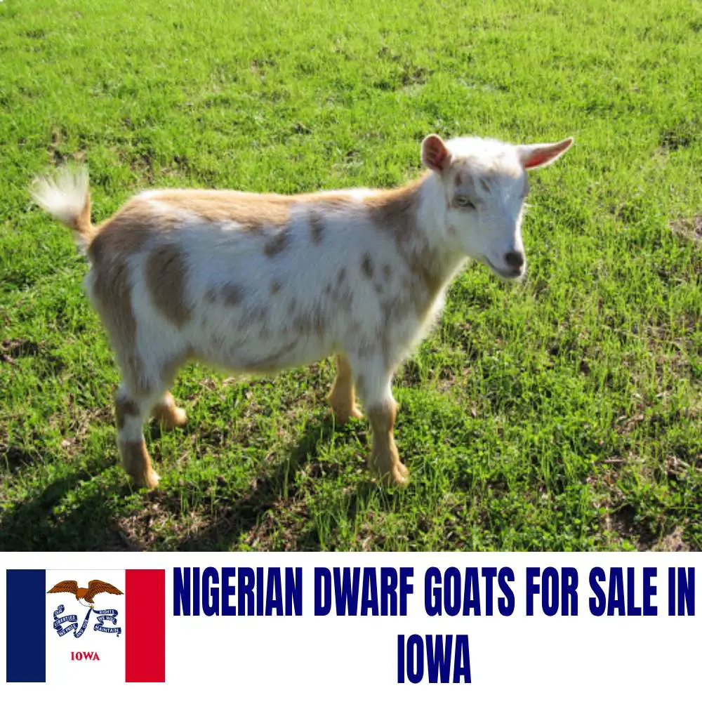 Nigerian Dwarf Goats for Sale in Iowa: Current Directory of Nigerian Dwarf Goat Breeders in Iowa