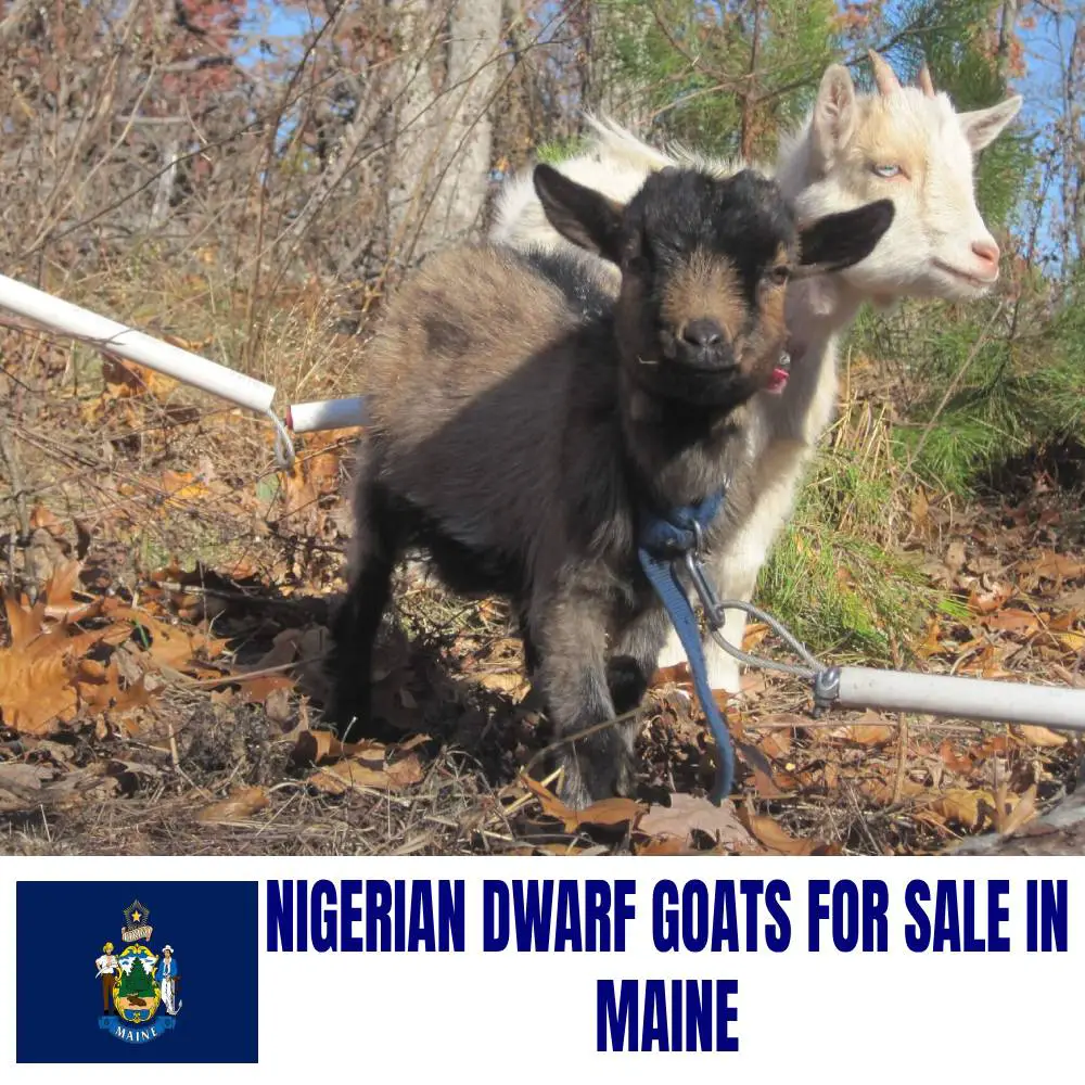 Nigerian Dwarf Goats for Sale in Maine: Current Directory of Nigerian Dwarf Goat Breeders in Maine