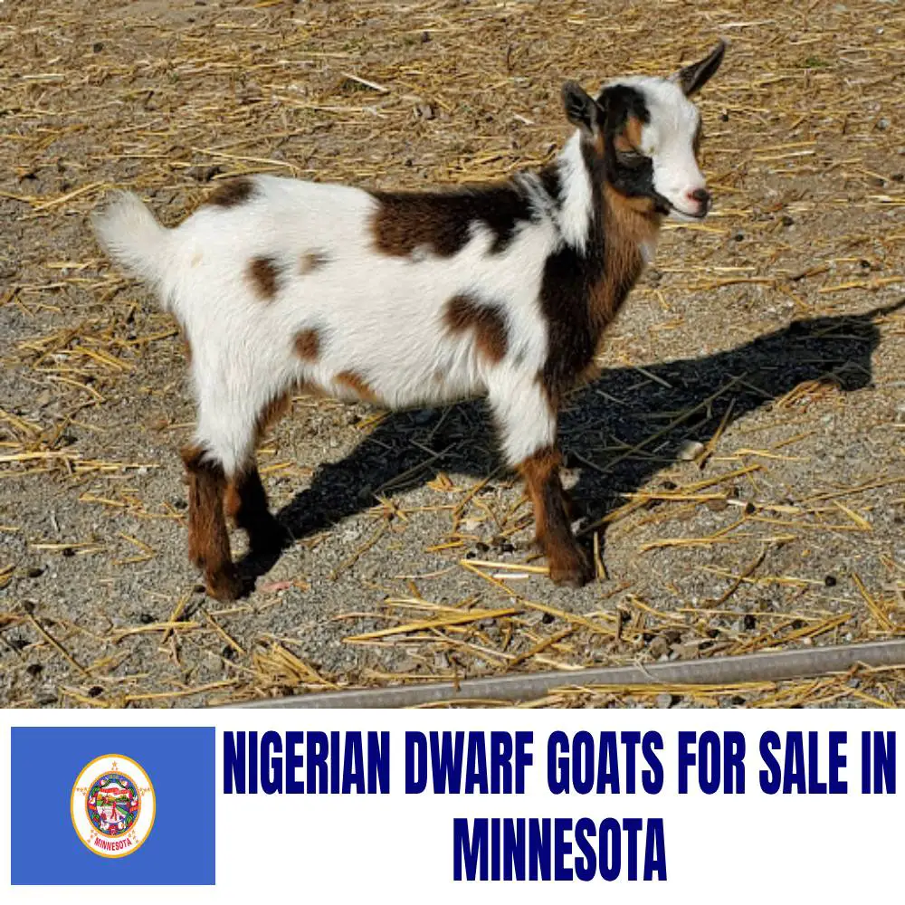 Nigerian Dwarf Goats for Sale in Minnesota: Current Directory of Nigerian Dwarf Goat Breeders in Minnesota