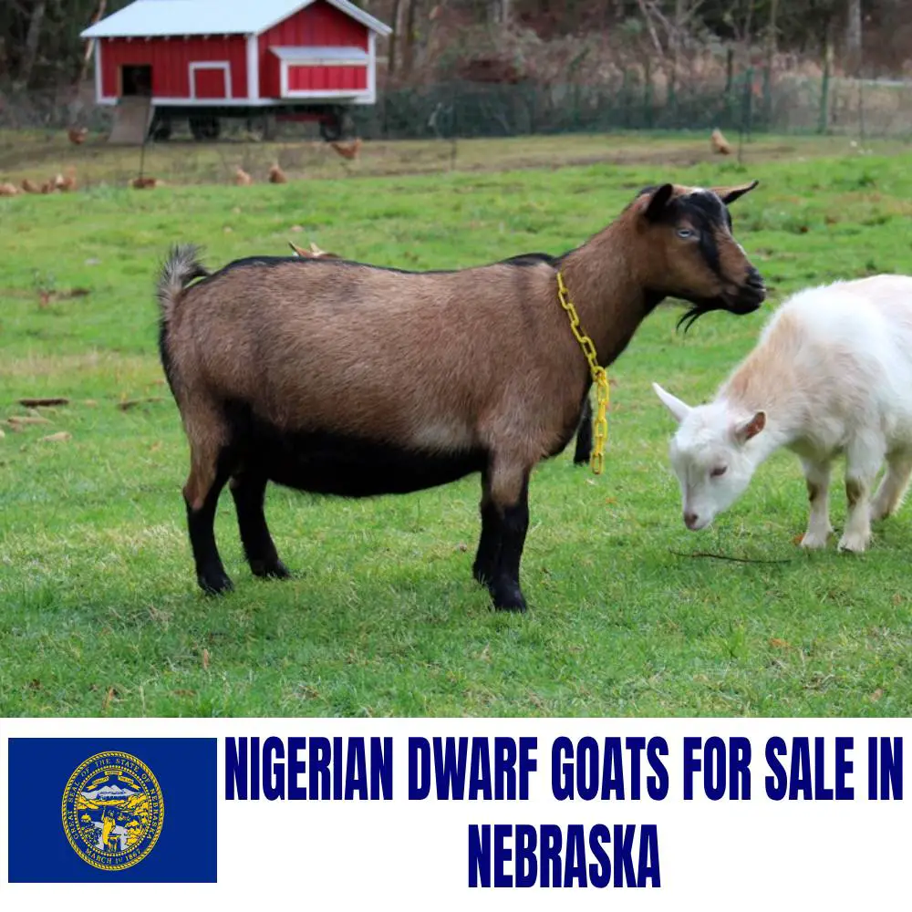 Nigerian Dwarf Goats for Sale in Nebraska: Current Directory of Nigerian Dwarf Goat Breeders in Nebraska