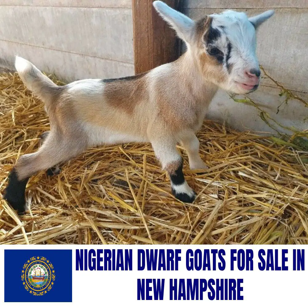 Nigerian Dwarf Goats for Sale in New Hampshire: Current Directory of Nigerian Dwarf Goat Breeders in New Hampshire