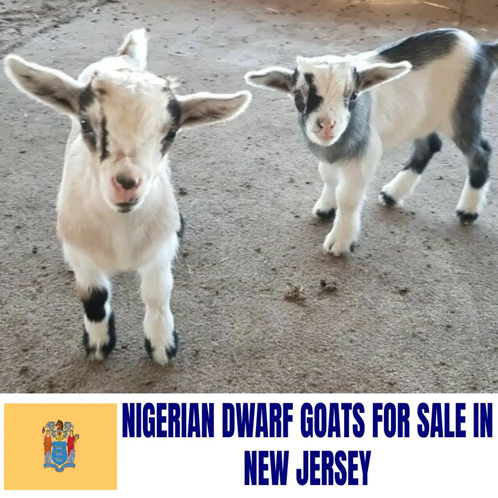 Nigerian Dwarf Goats for Sale in New Jersey: Current Directory of Nigerian Dwarf Goat Breeders in New Jersey