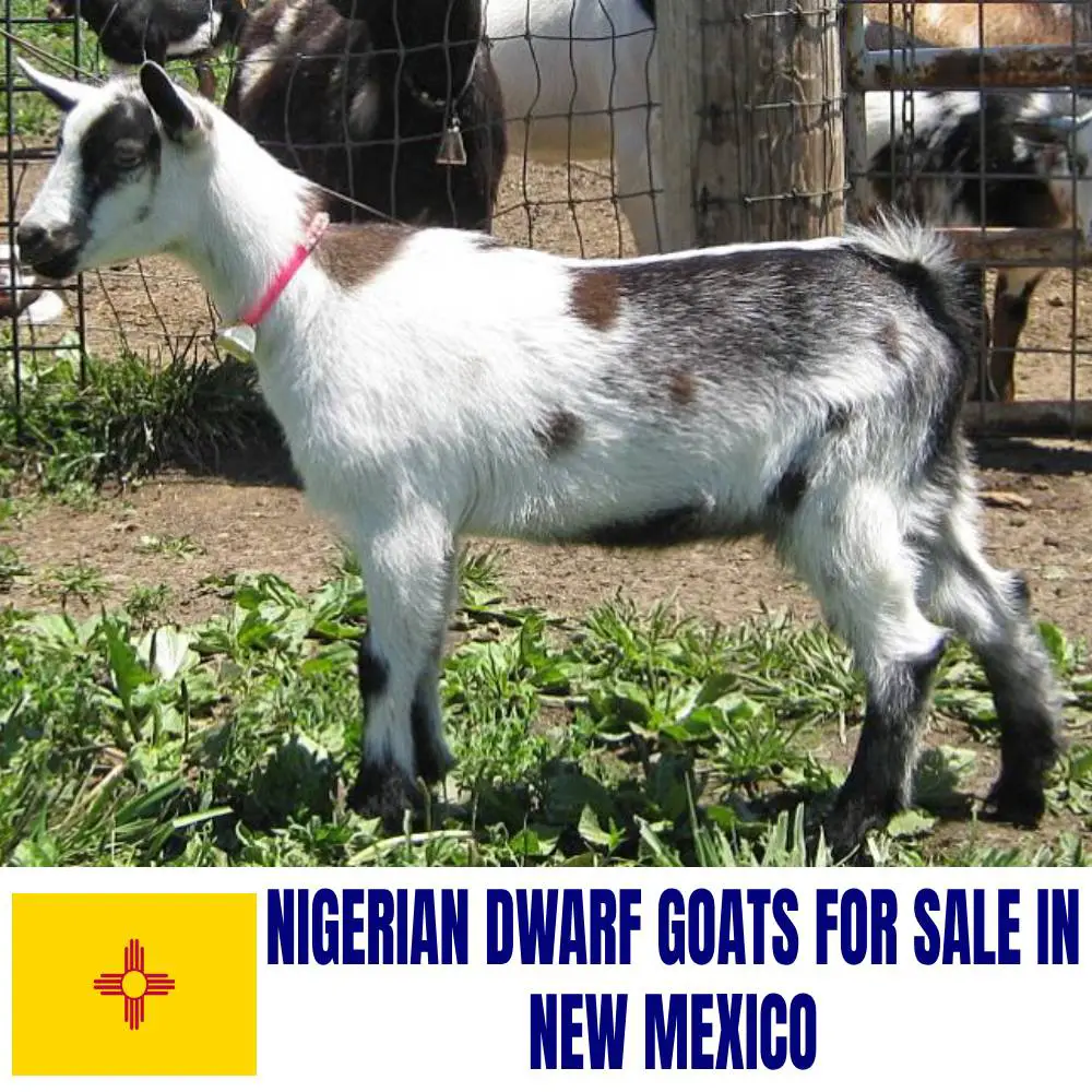 Nigerian Dwarf Goats for Sale in New Mexico: Current Directory of Nigerian Dwarf Goat Breeders in New Mexico
