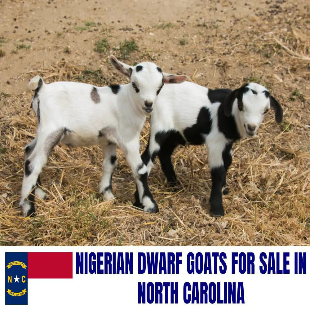 Nigerian Dwarf Goats for Sale in North Carolina: Current Directory of Nigerian Dwarf Goat Breeders in North Carolina
