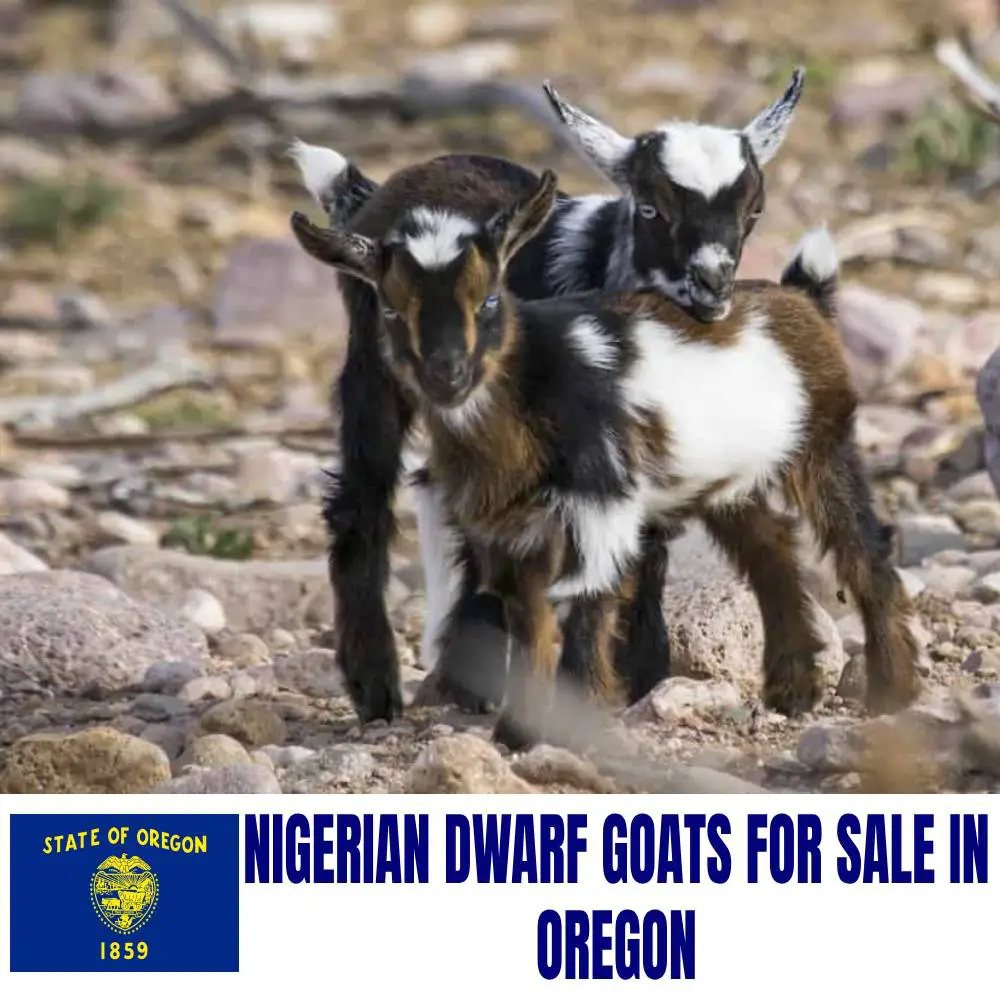 Nigerian Dwarf Goats for Sale in Oregon: Current Directory of Nigerian Dwarf Goat Breeders in Oregon