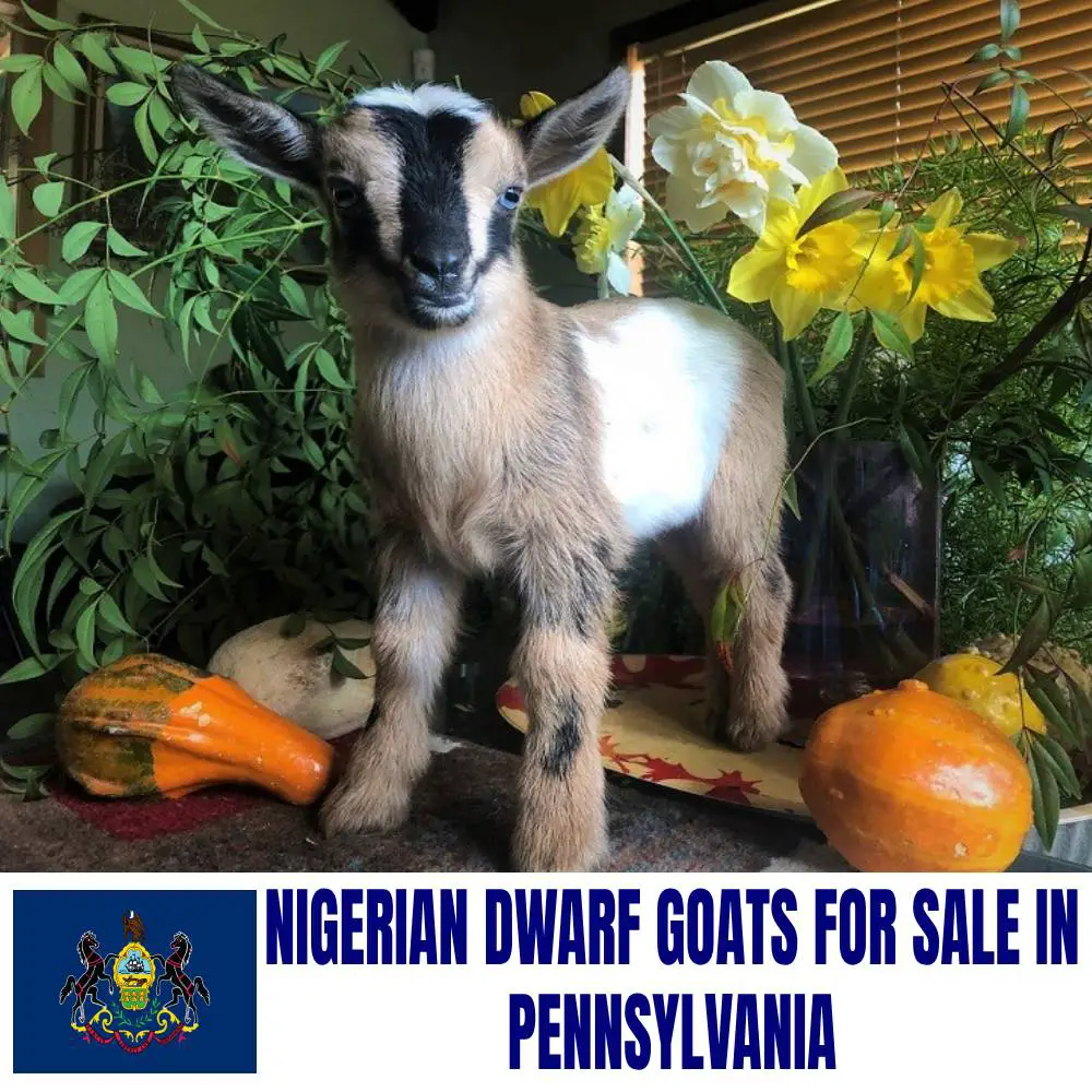 Nigerian Dwarf Goats for Sale in Pennsylvania: Current Directory of Nigerian Dwarf Goat Breeders in Pennsylvania