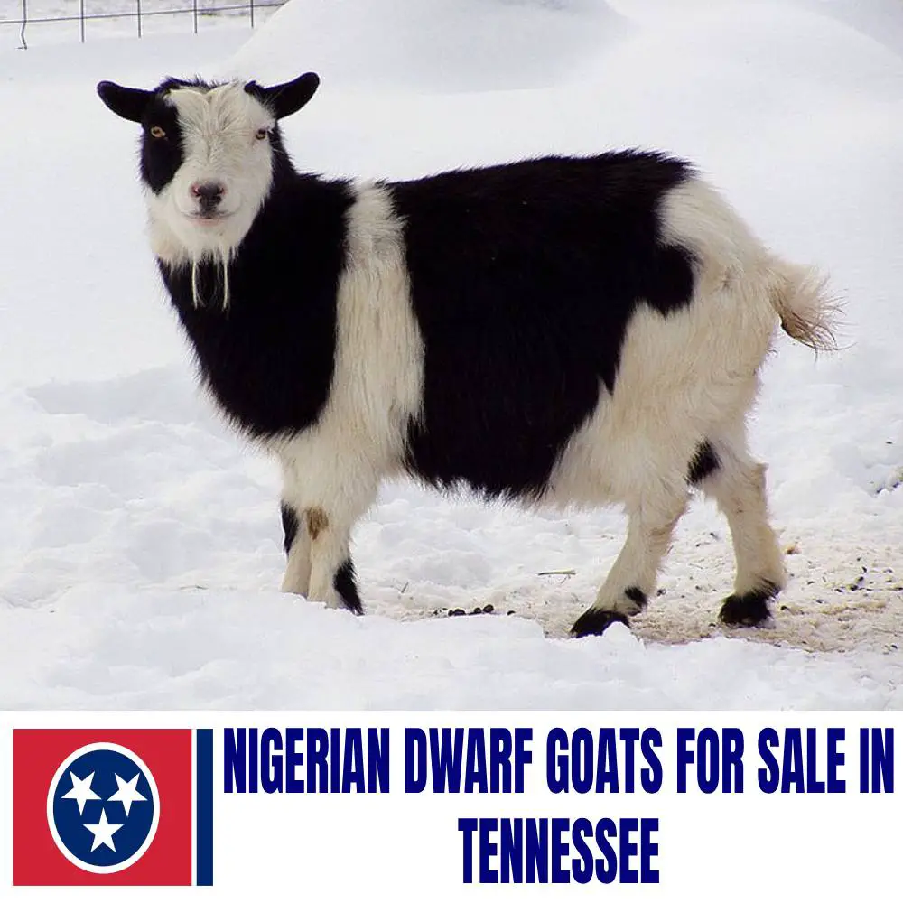 Nigerian Dwarf Goats for Sale in Tennessee: Current Directory of Nigerian Dwarf Goat Breeders in Tennessee