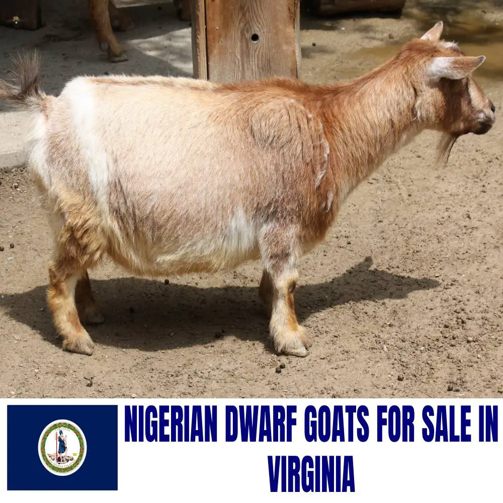 Nigerian Dwarf Goats for Sale in Virginia: Current Directory of Nigerian Dwarf Goat Breeders in Virginia