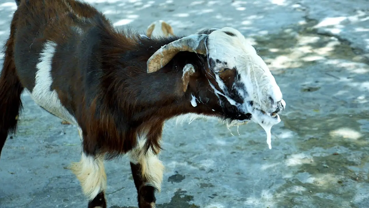 Pneumonia in Goats