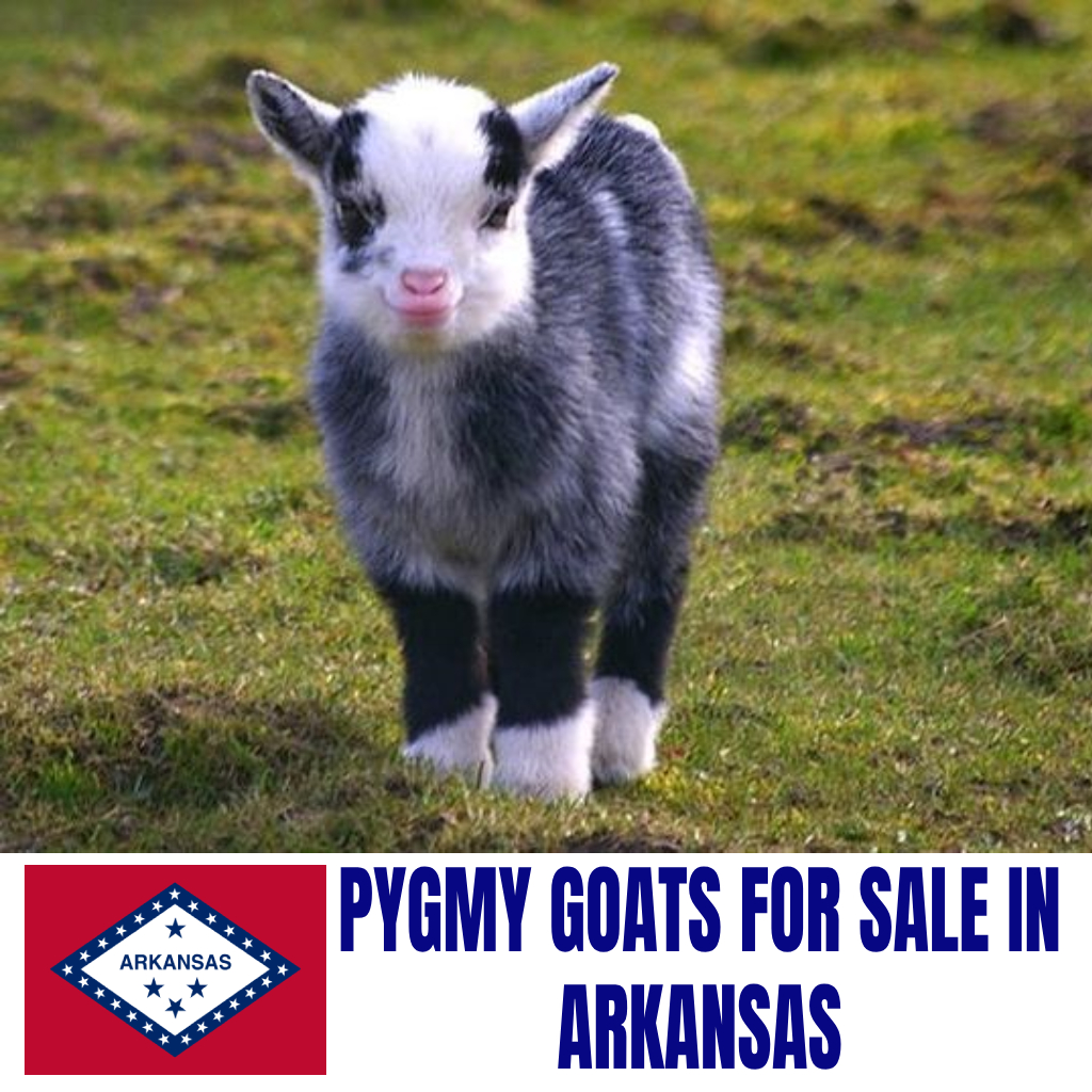 Pygmy Goats for Sale in Arkansas: Current Directory of Pygmy Goat Breeders in Arkansas
