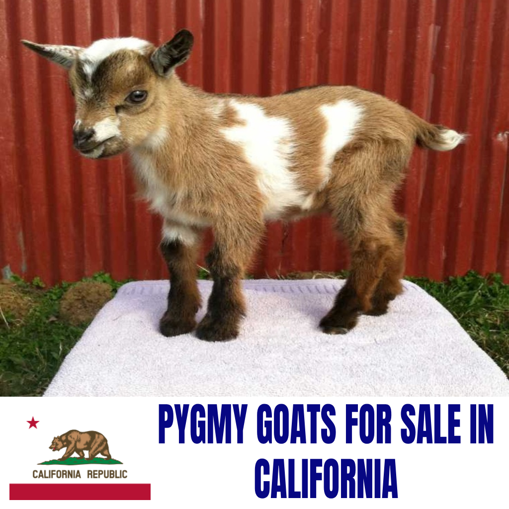 Pygmy Goats for Sale in California: Current Directory of Pygmy Goat Breeders in California