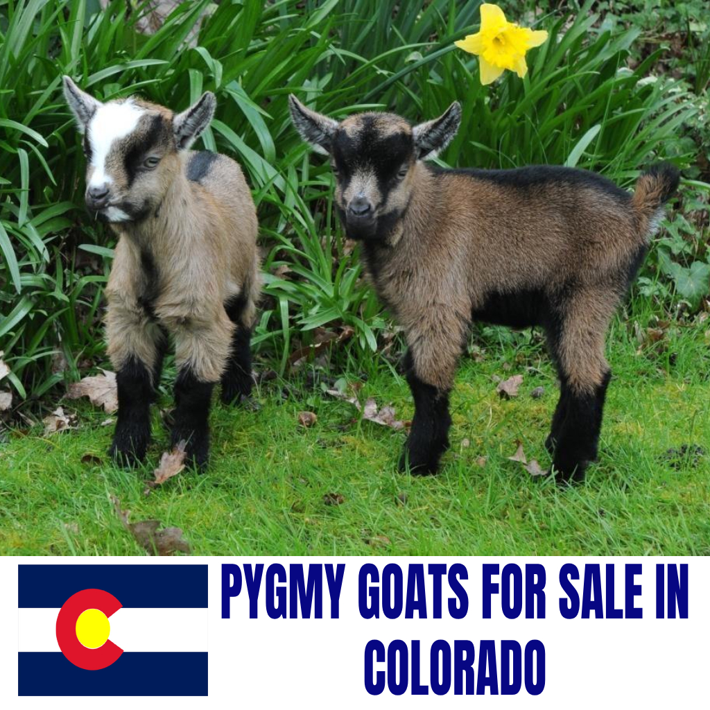 Pygmy Goats for Sale in Colorado: Current Directory of Pygmy Goat Breeders in Colorado