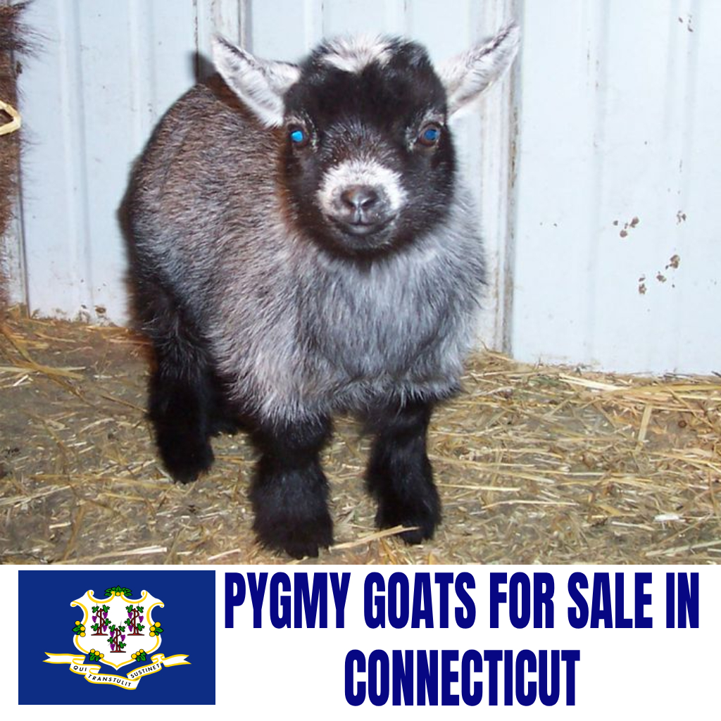 Pygmy Goats for Sale in Connecticut: Current Directory of Pygmy Goat Breeders in Connecticut