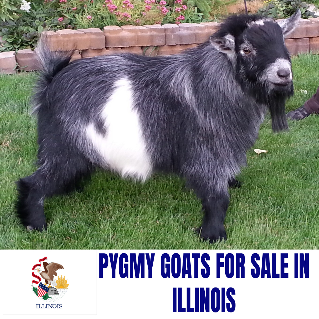 Pygmy Goats for Sale in Illinois: Current Directory of Pygmy Goat Breeders in Illinois