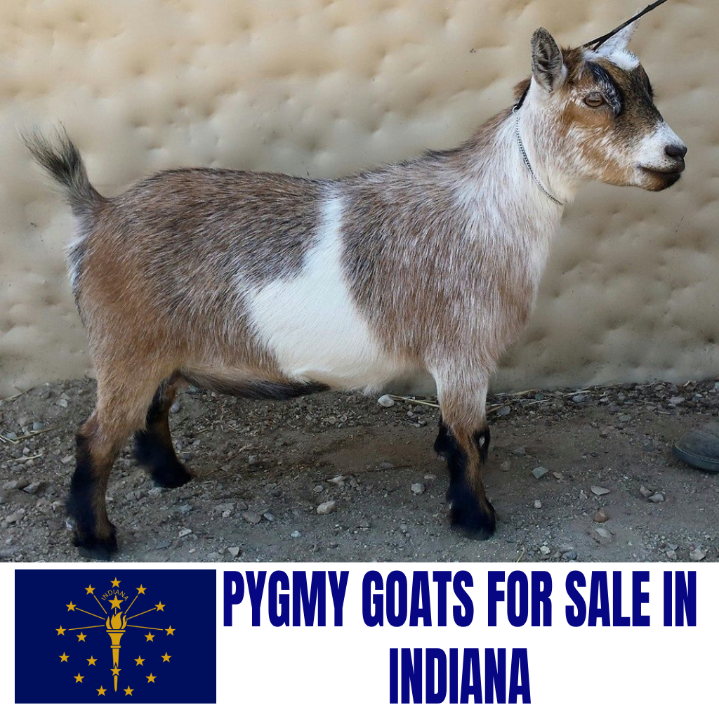 Pygmy Goats for Sale in Indiana