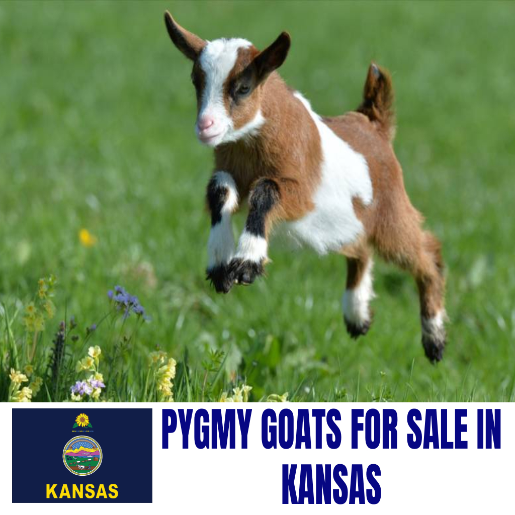 Pygmy Goats for Sale in Kansas: Current Directory of Pygmy Goat Breeders in Kansas