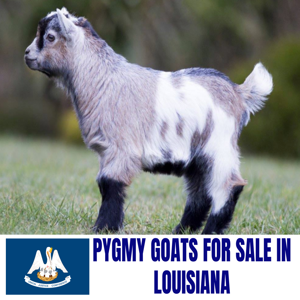 Pygmy Goats for Sale in Louisiana: Current Directory of Pygmy Goat Breeders in Louisiana