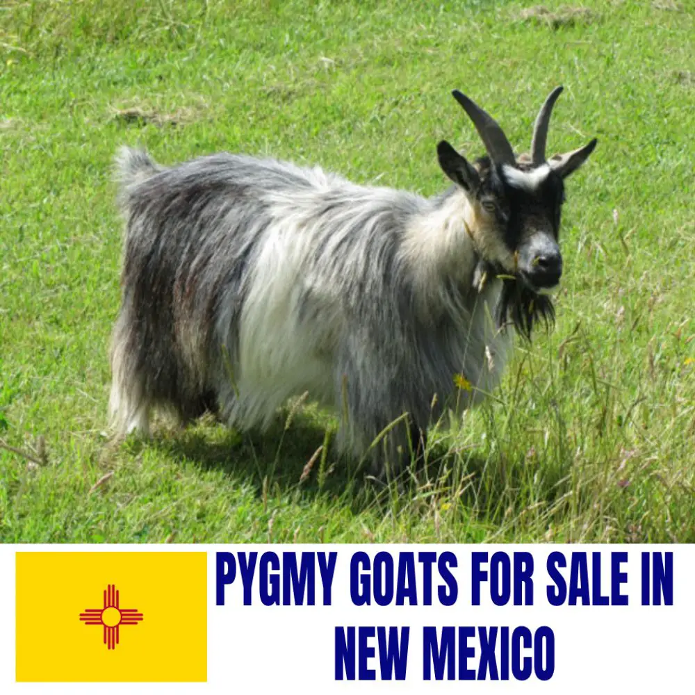 Pygmy Goats for Sale in New Mexico: Current Directory of Pygmy Goat Breeders in New Mexico