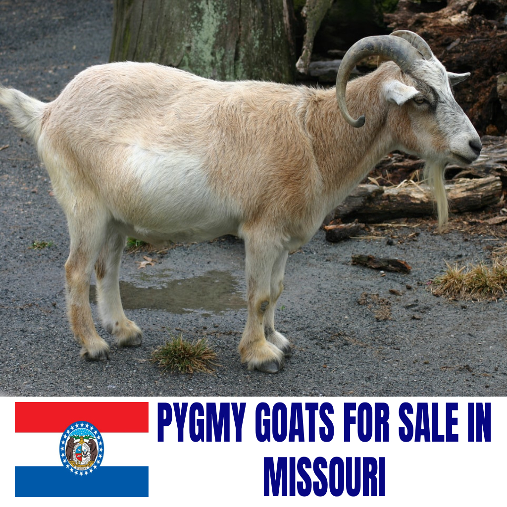 Pygmy Goats for Sale in Missouri: Current Directory of Pygmy Goat Breeders in Missouri