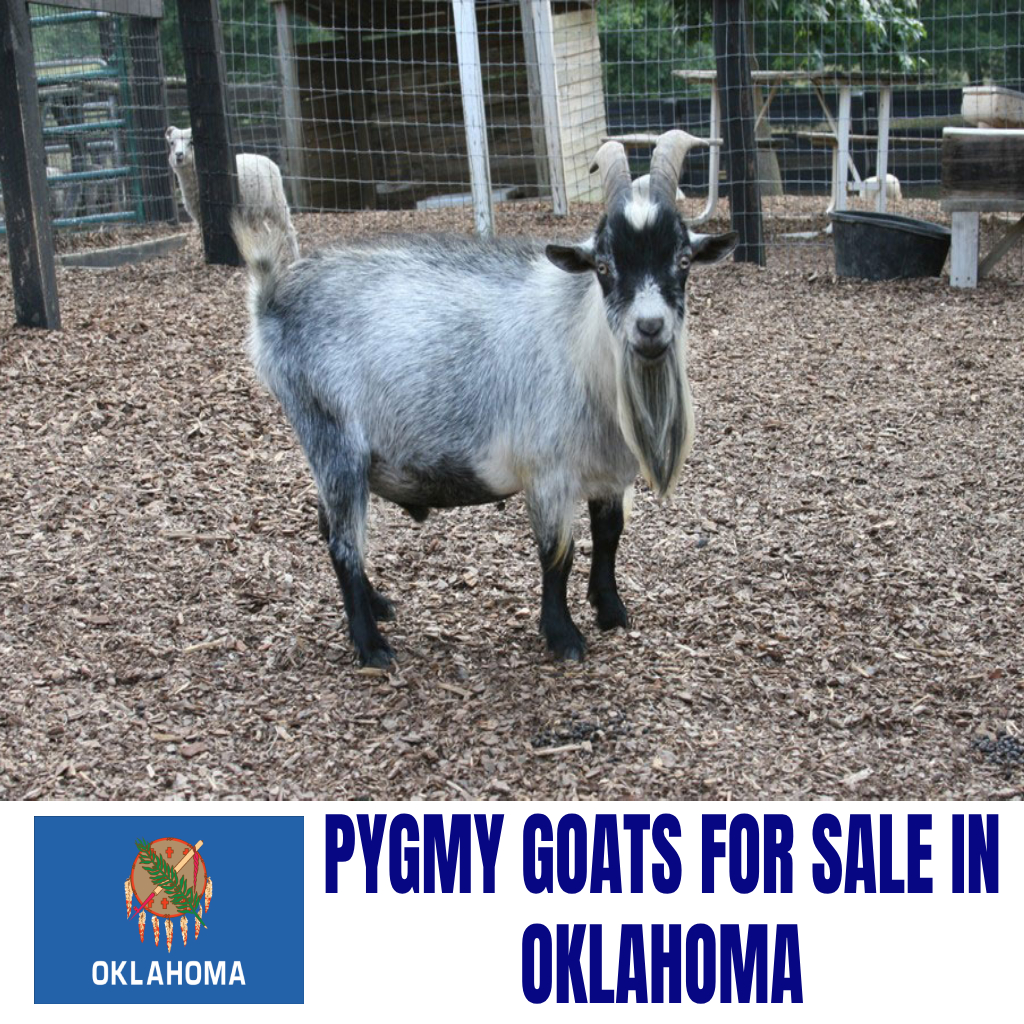 Pygmy Goats for Sale in Oklahoma: Current Directory of Pygmy Goat Breeders in Oklahoma