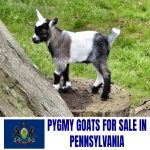 Pygmy Goats for sale in Pennsylvania