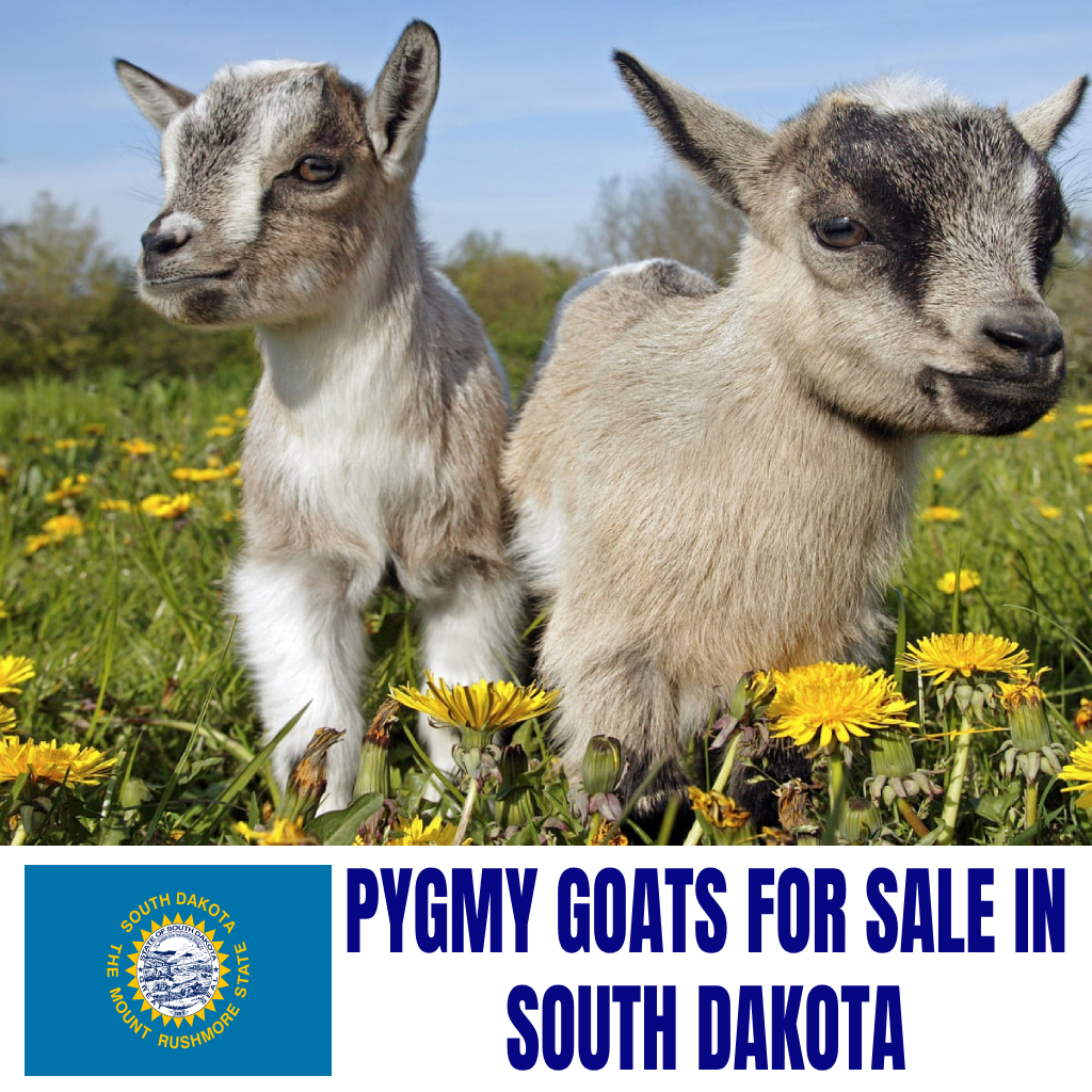 Pygmy Goats for Sale in South Dakota: Current Directory of Pygmy Goat Breeders in South Dakota