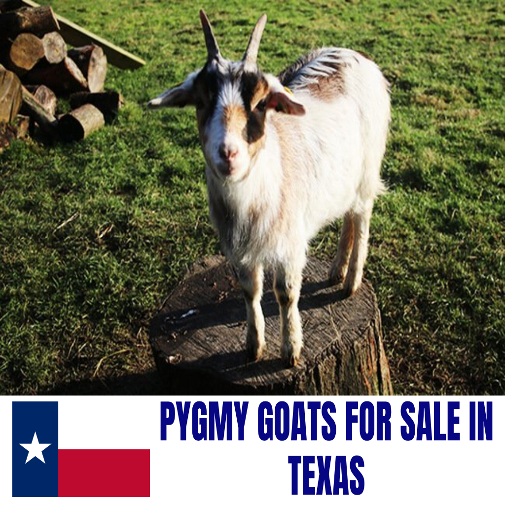 Pygmy Goats for Sale in Texas: Current Directory of Pygmy Goat Breeders in Texas