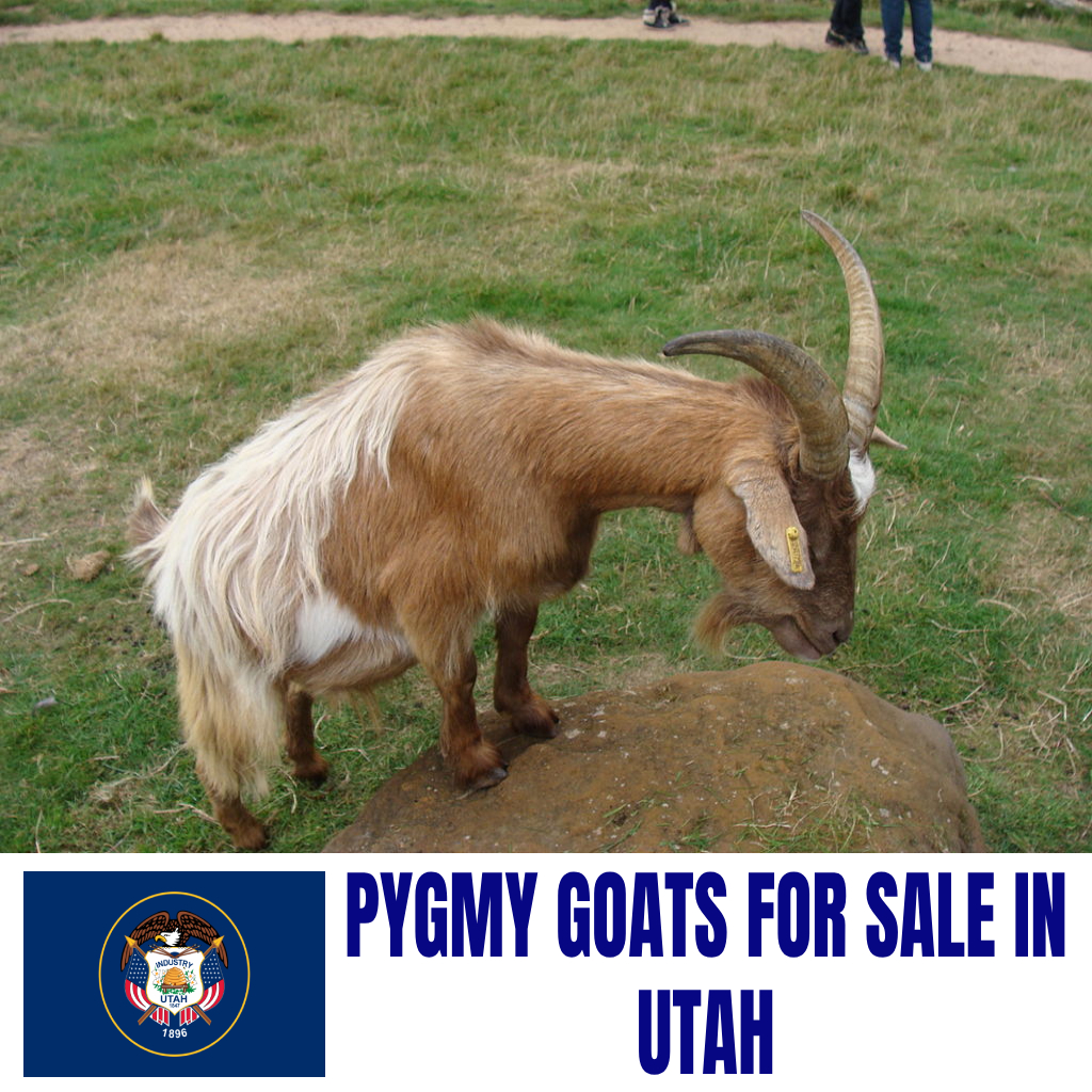 Pygmy Goats for Sale in Utah: Current Directory of Pygmy Goat Breeders in Utah
