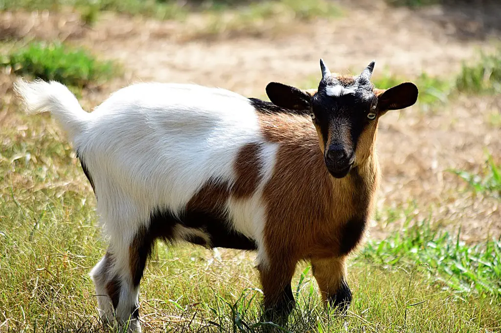 Fainting Goats for Sale Near Me: Directory of US Breeders + Tips for Buying Your First Fainting Goat(s)
