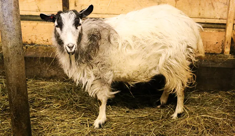 Goat Parasites: Symptoms, Treatments & More