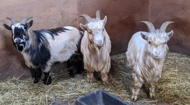 Pygmy Goats for Sale Near me