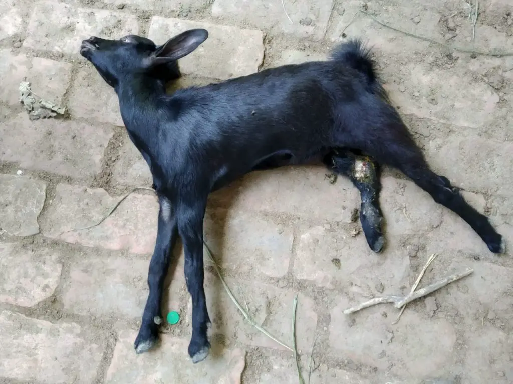 Goat illness and disease. Tetanus in Goats