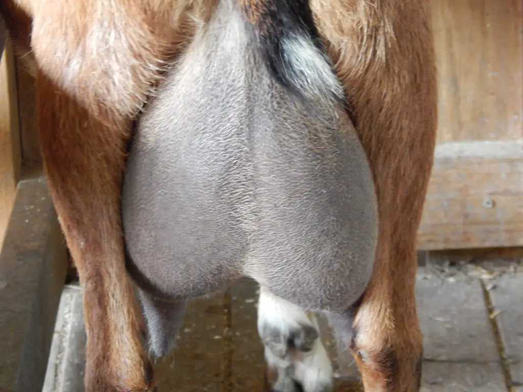 goat with hard udder on one side