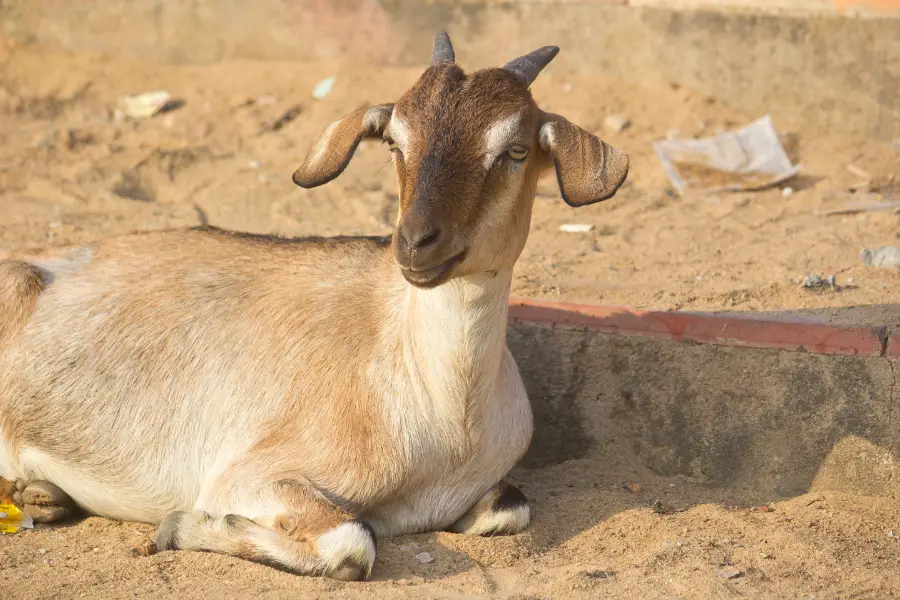 Urinary Calculi in Goats: Guide to Symptoms, Medicine, Home Remedies & More