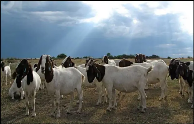 Boer Goat Profit Guide