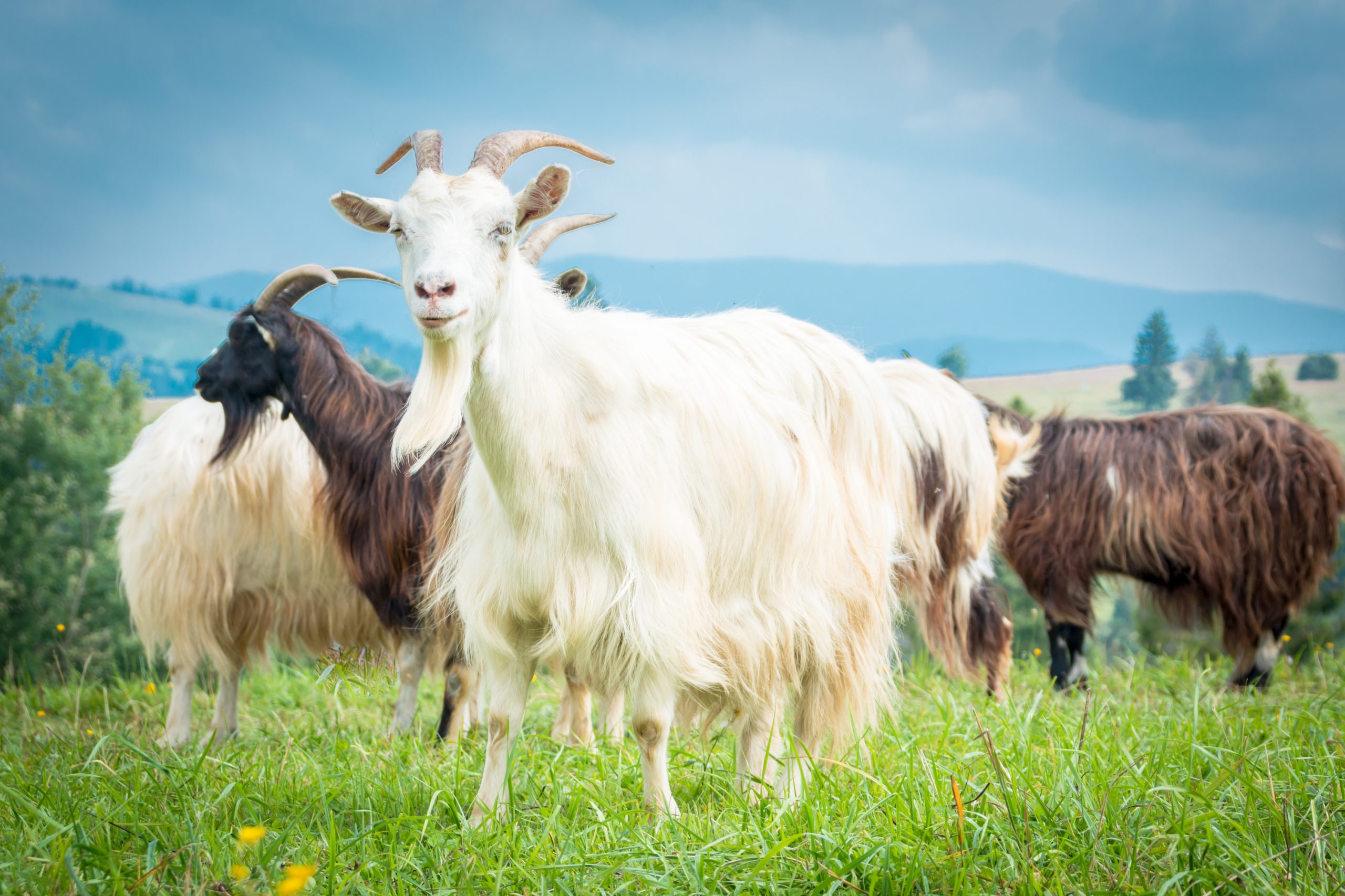 Cashmere Goats