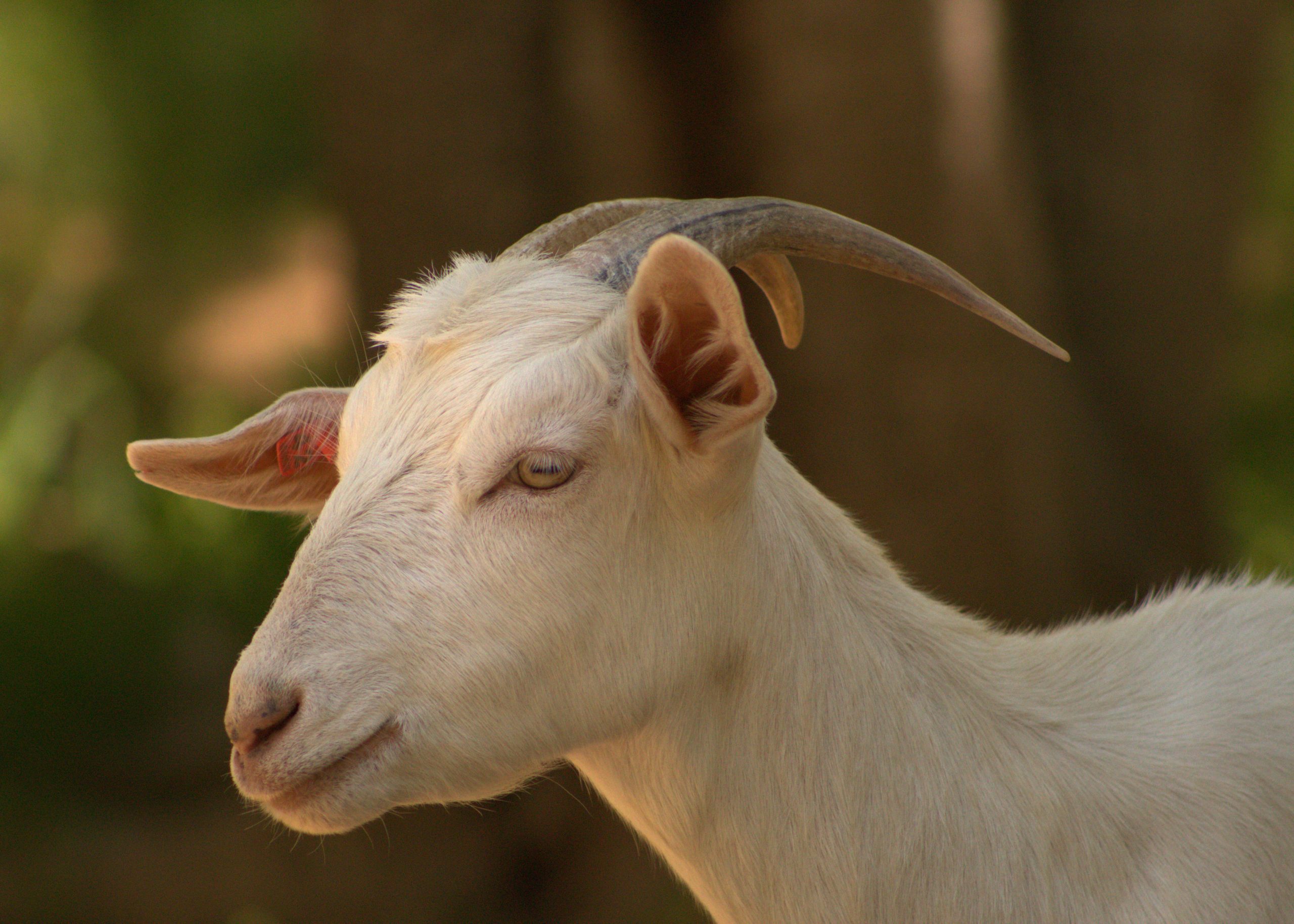 Kiko Goat 