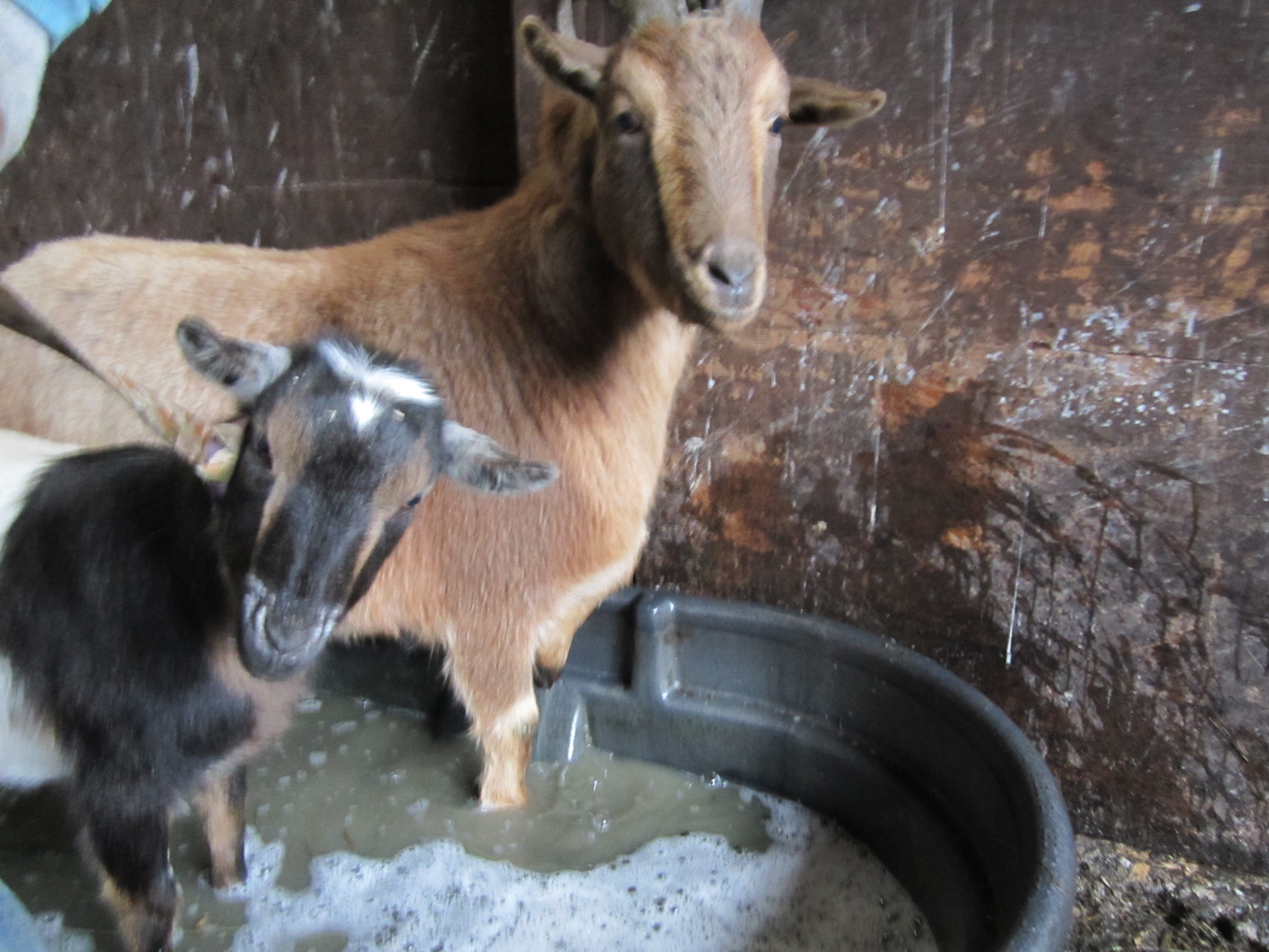 Goat Foot Bath
