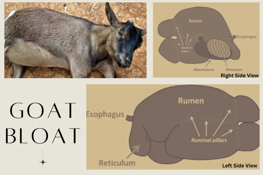 Goat bloat and ruminant stomach anatomy